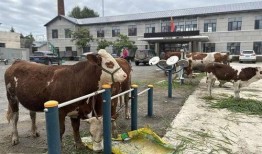 牛不拉最新爆料,娱乐圈最新爆料大起底！